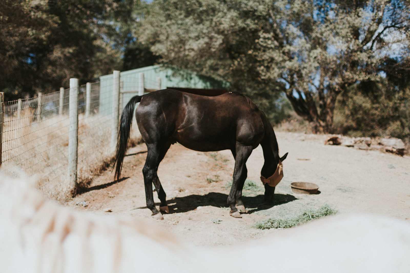 Animal Lovers Paradise - Greenwood, California - glamping.directory