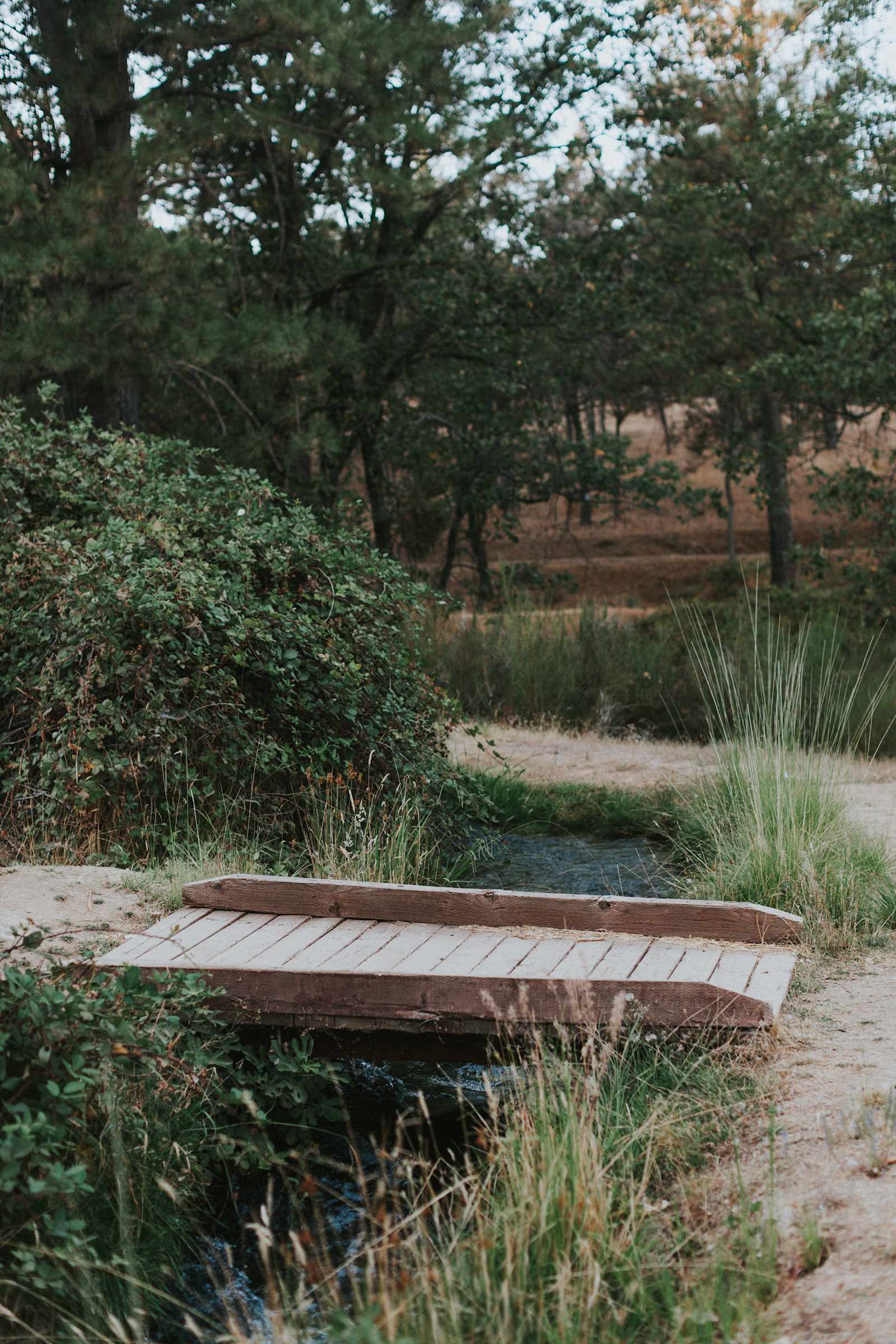 Animal Lovers Paradise - Greenwood, California - glamping.directory
