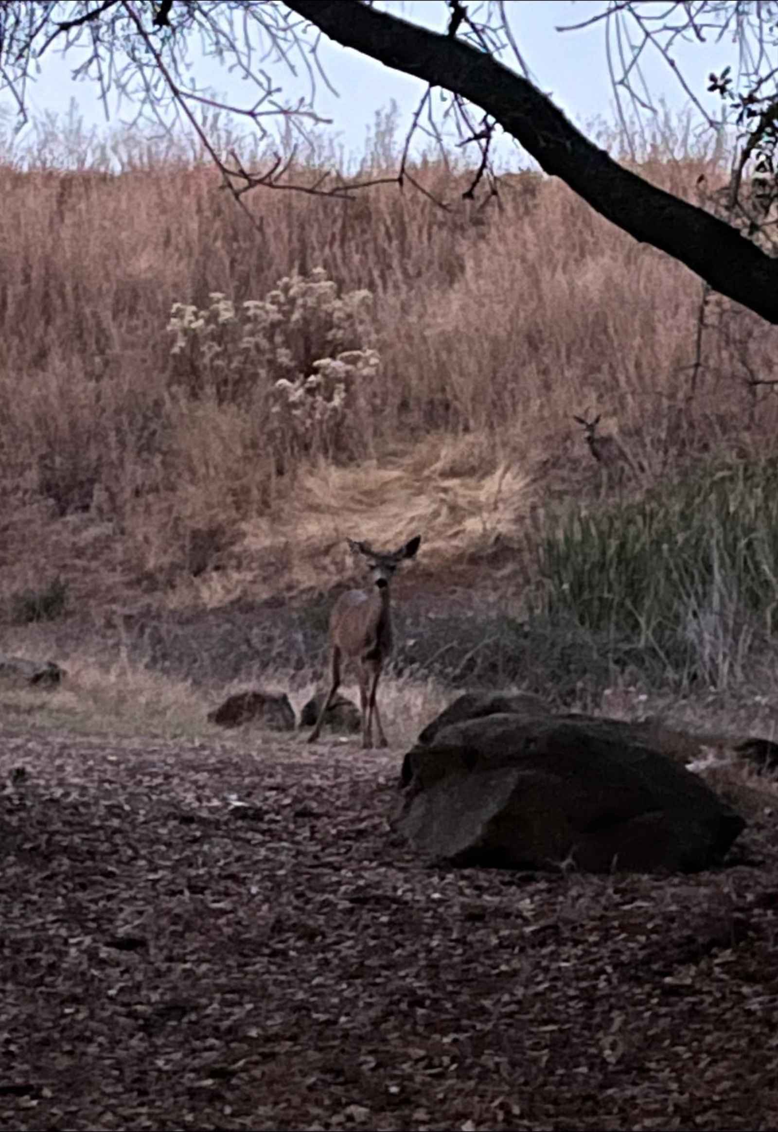 Rocksteady Adventures - Copperopolis, California - glamping.directory