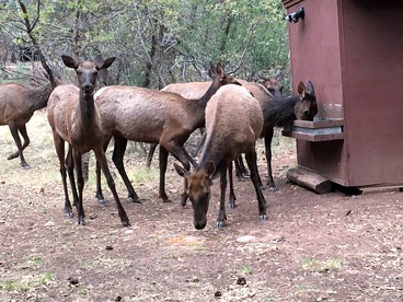 Cabin Getaway near to Pine, Arizona that is Perfect for a Family Vacation - Pine, Arizona - glamping.directory