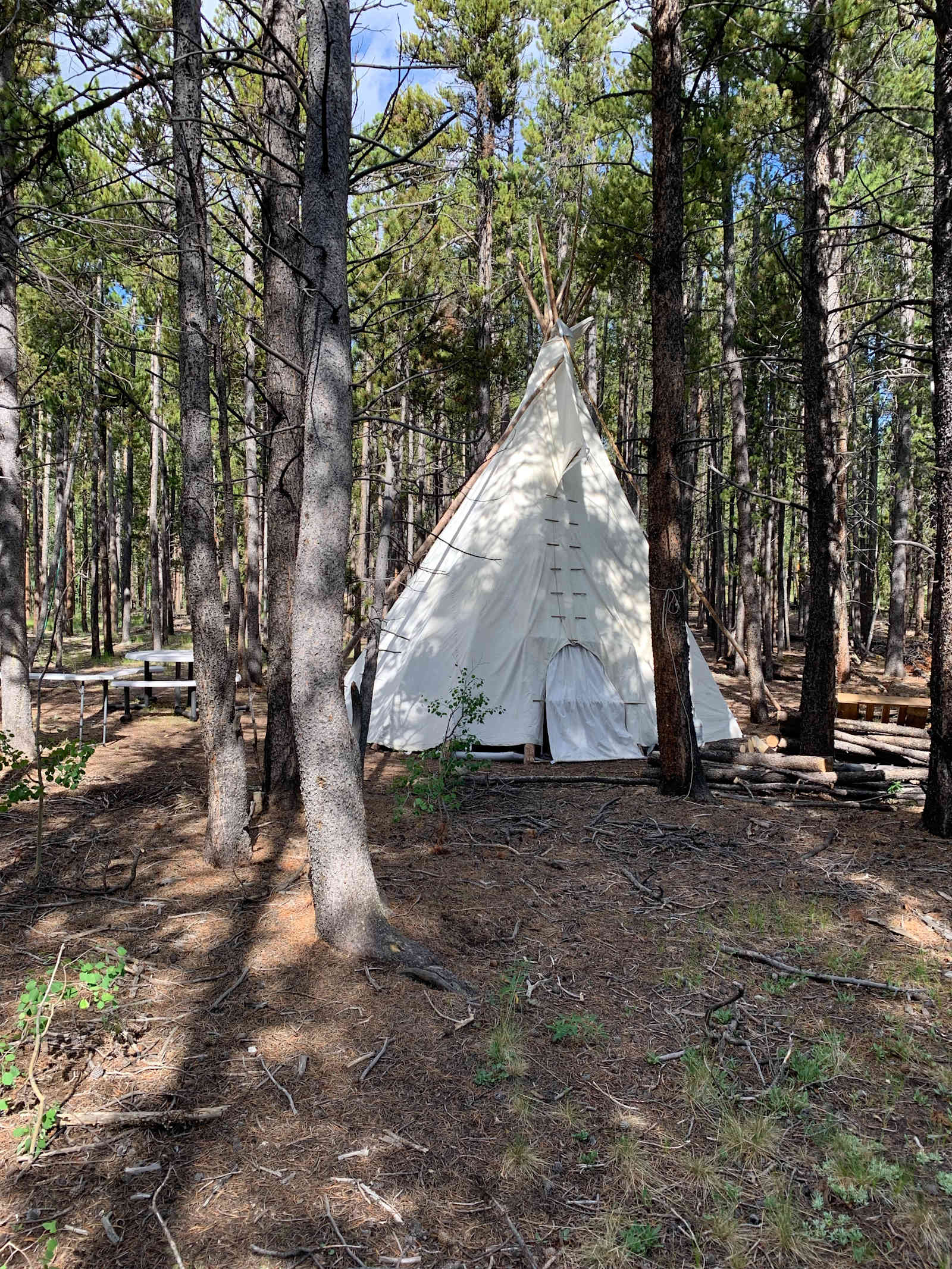 Lodge pole forest - Fairplay, Colorado - glamping.directory