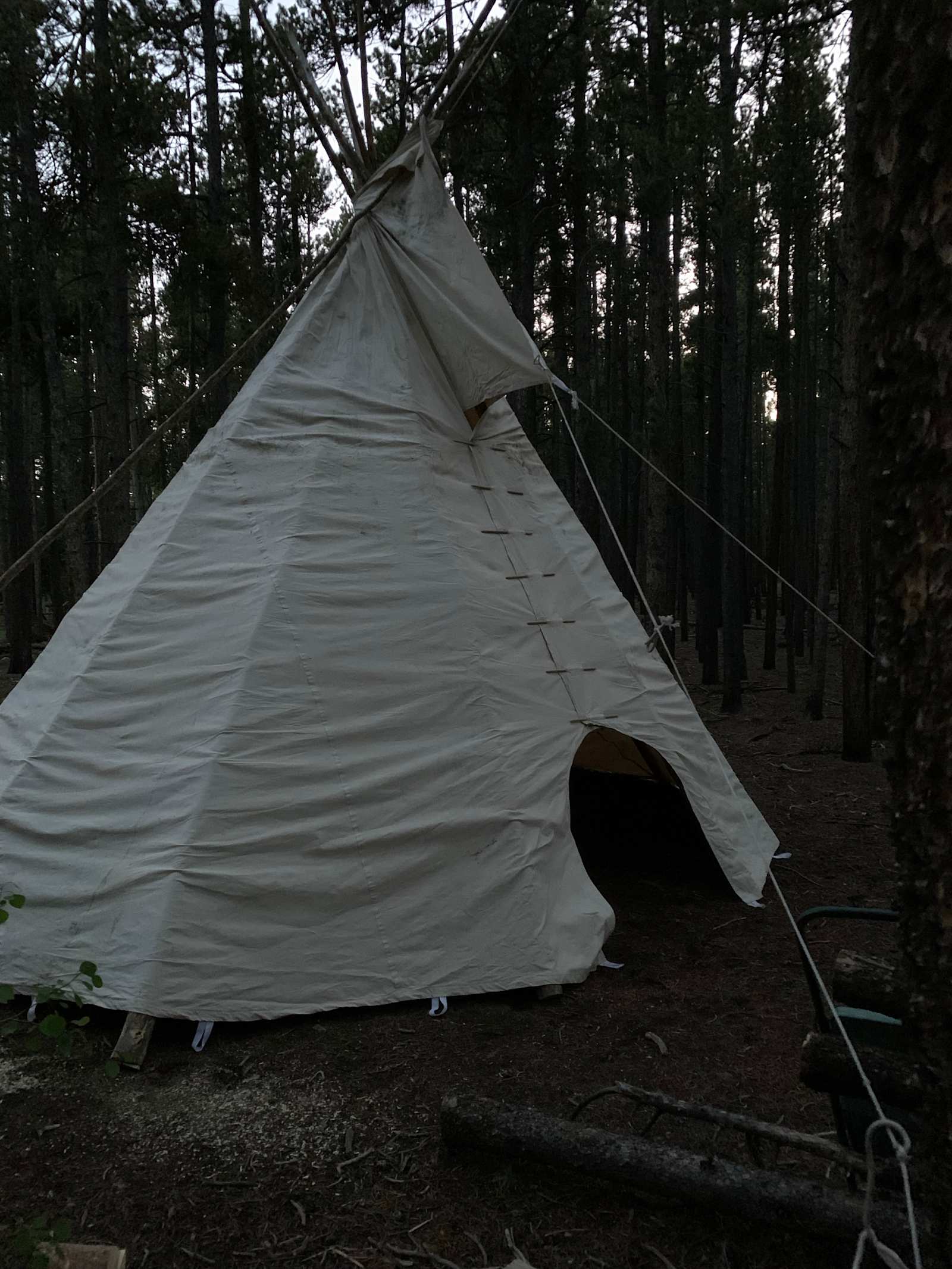 Lodge pole forest - glamping.directory