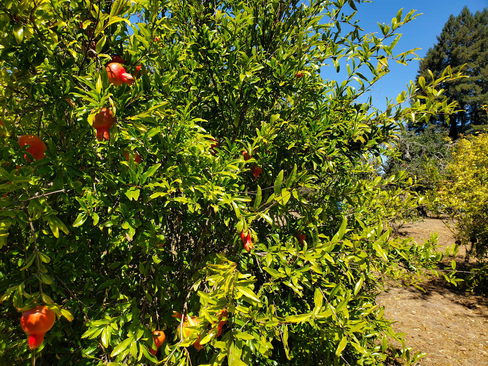 Rancho Laslendini - Occidental, California - glamping.directory