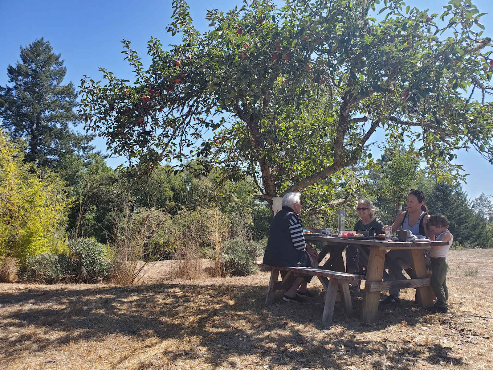 Rancho Laslendini - Occidental, California - glamping.directory