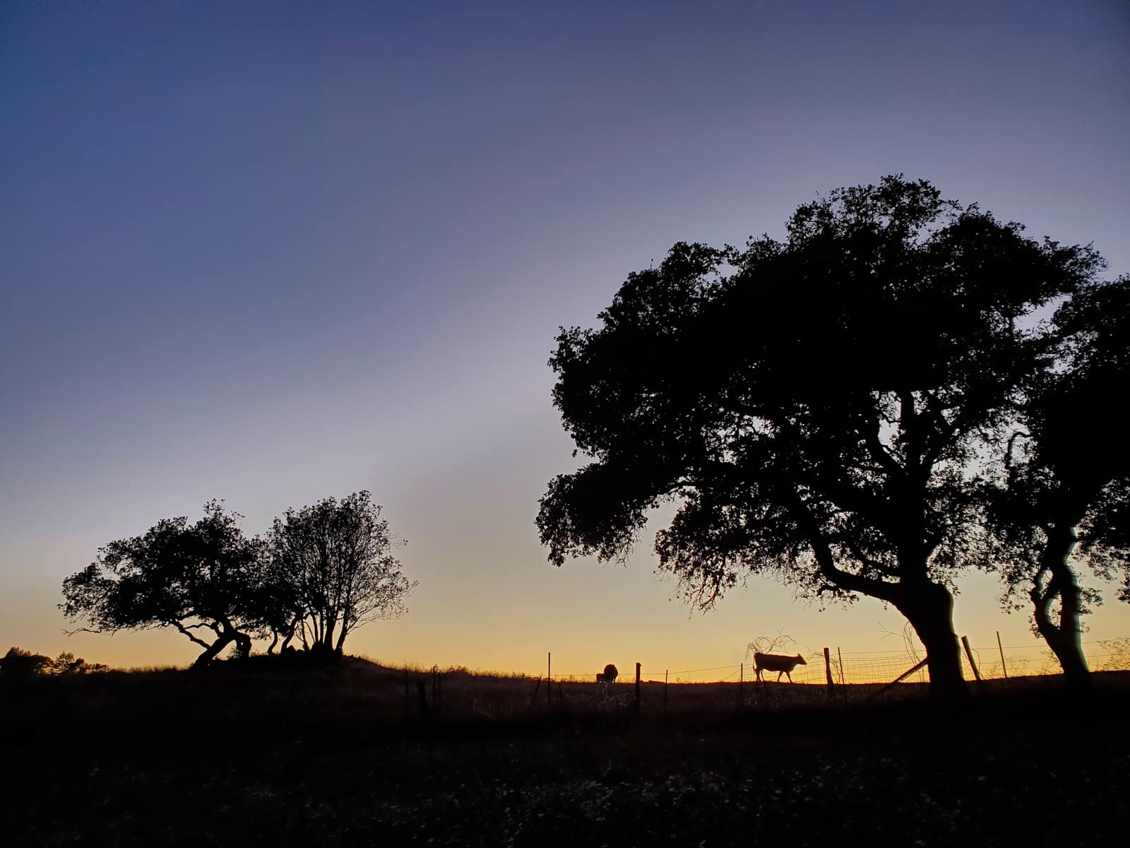 Rancho Laslendini - Occidental, California - glamping.directory