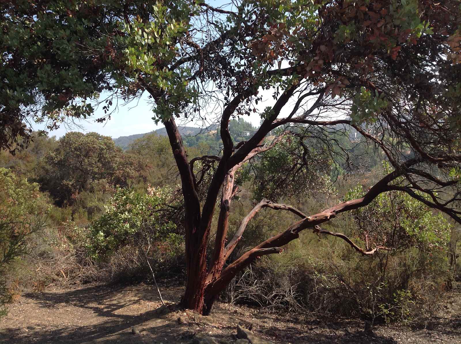 Tentsite Over Topanga - Topanga, California - glamping.directory