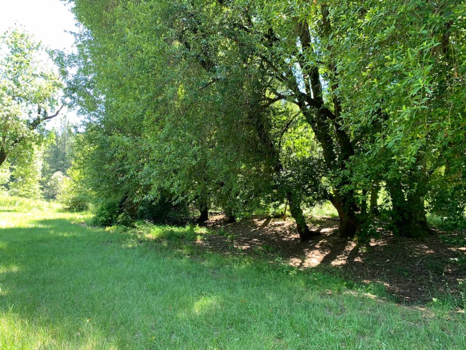 Black Oak Ranch - Laytonville, California - glamping.directory