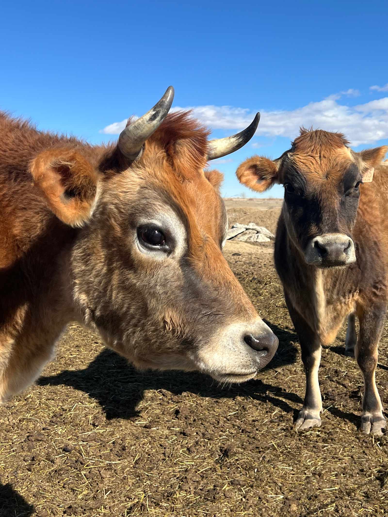 Hollow Haven Ranch - Fort Collins, Colorado - glamping.directory
