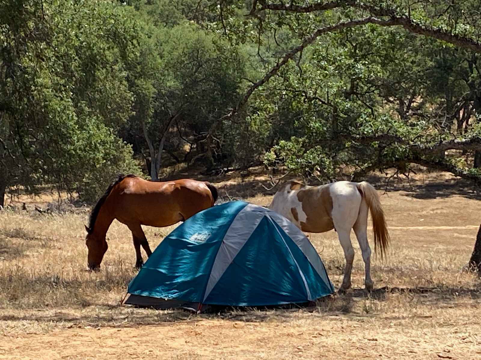 Ascension Ranch - Pilot Hill, California - glamping.directory