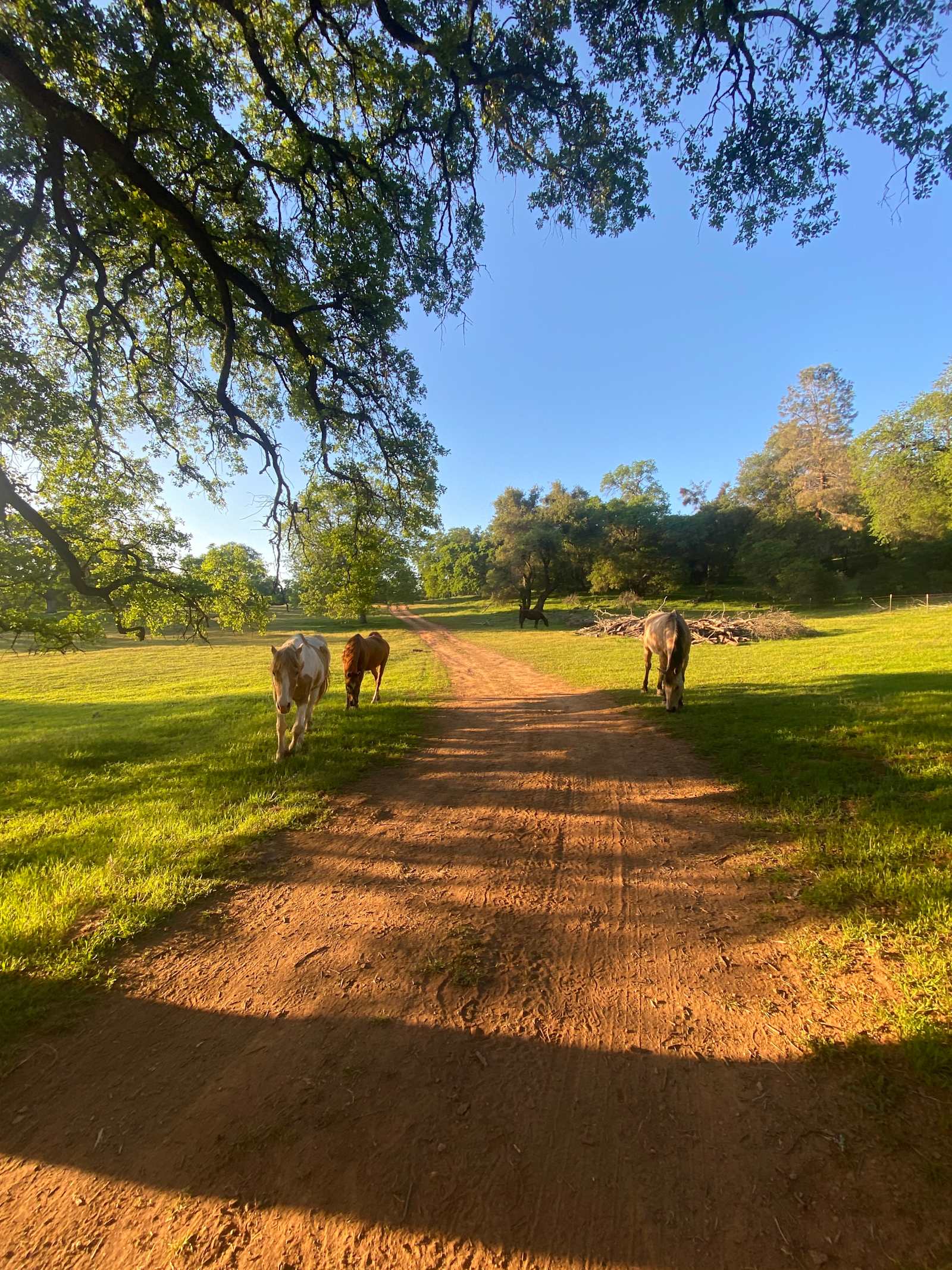 Ascension Ranch - Pilot Hill, California - glamping.directory