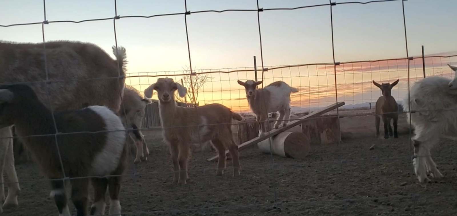 Looney Zuni Acres - Mc Neal, Arizona - glamping.directory