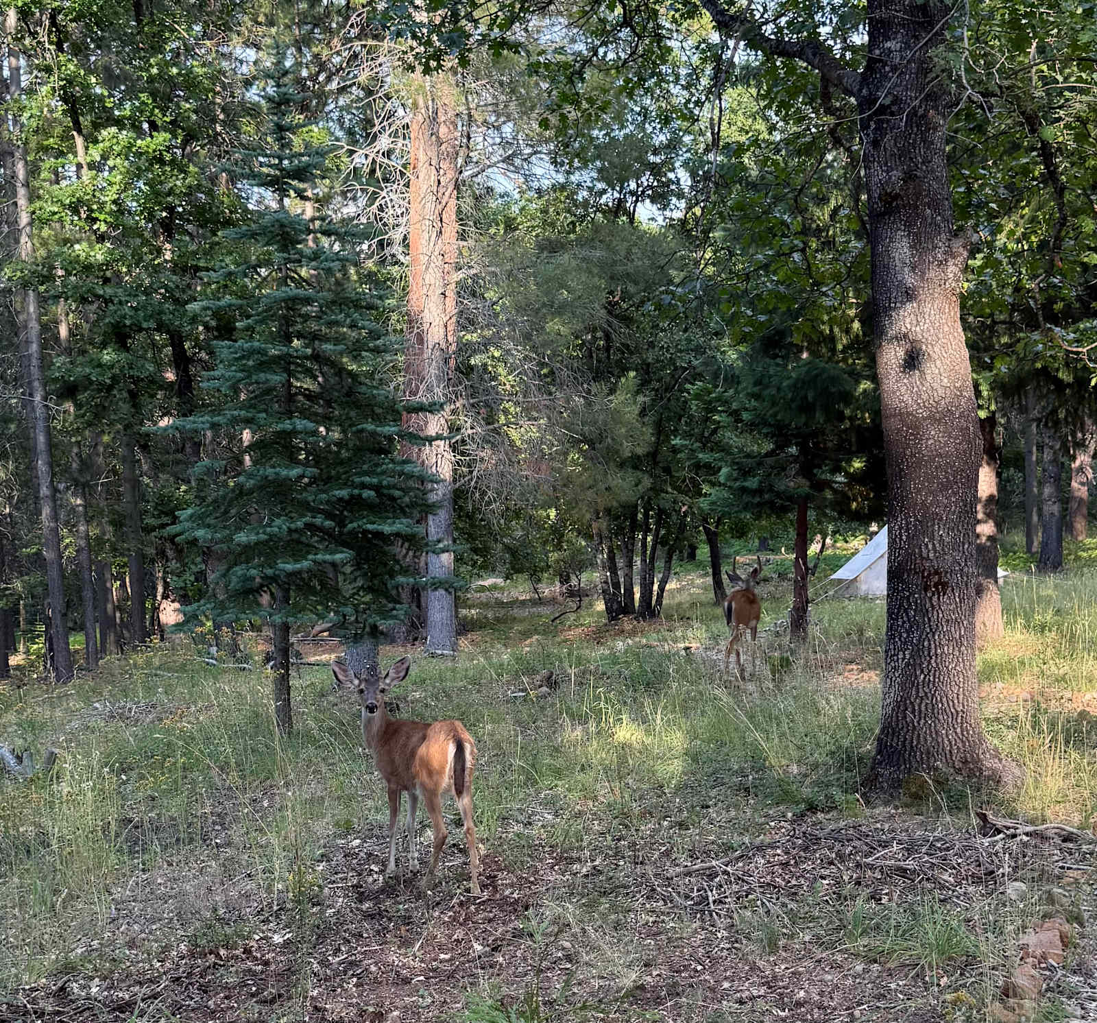 Willow's Healing Haven - Weed, California - glamping.directory