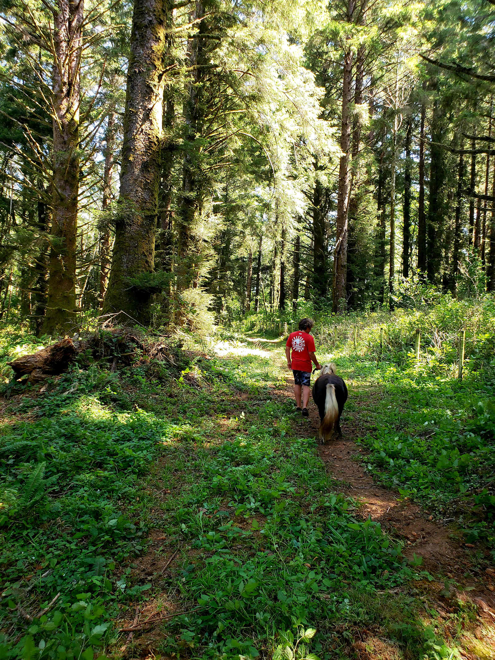 Coastal Forest Farm Camp - Crescent City, California - glamping.directory