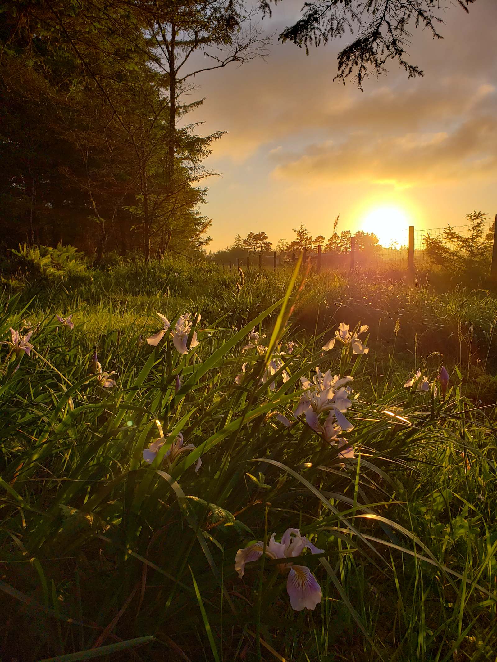 Coastal Forest Farm Camp - glamping.directory