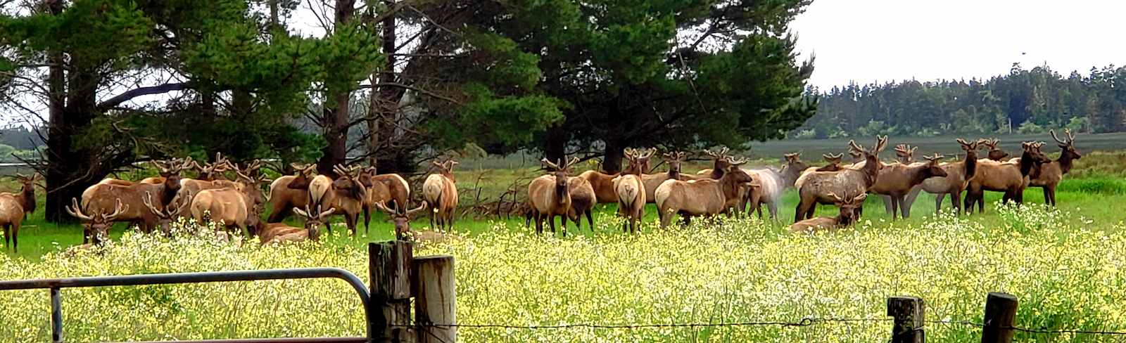 Coastal Forest Farm Camp - Crescent City, California - glamping.directory