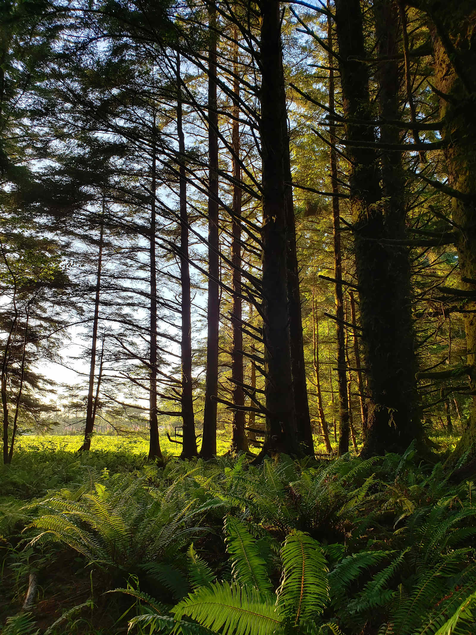 Coastal Forest Farm Camp - Crescent City, California - glamping.directory