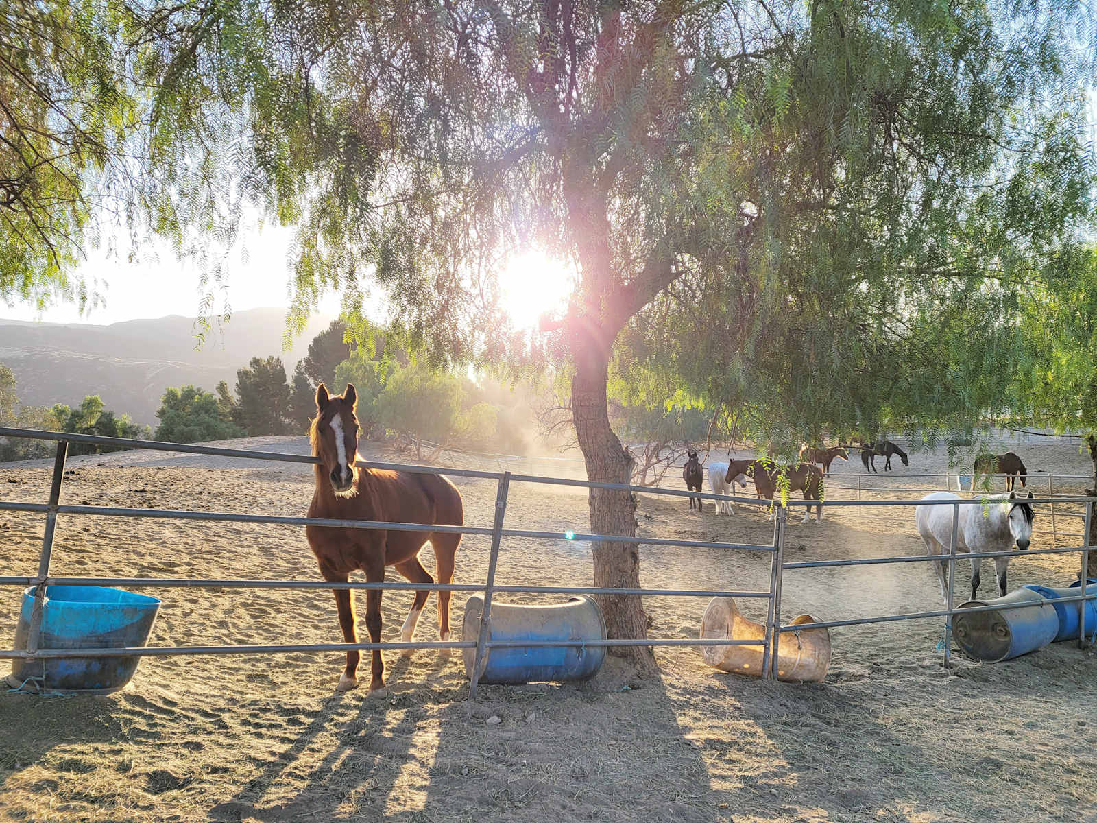 Saddle Up Camp - Aguanga, California - glamping.directory