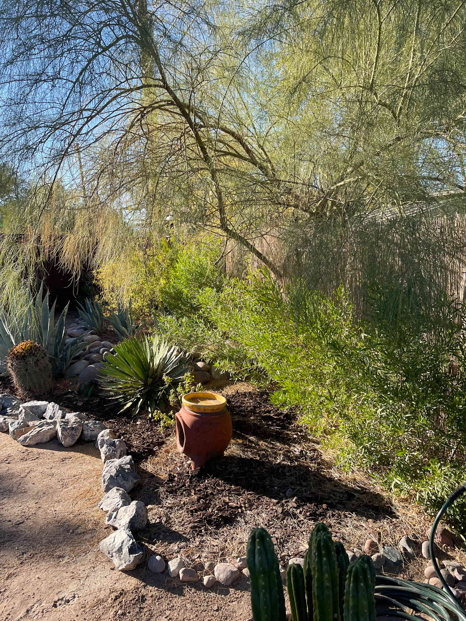 Roadrunner Tucson Birds and Cacti - Tucson, Arizona - glamping.directory