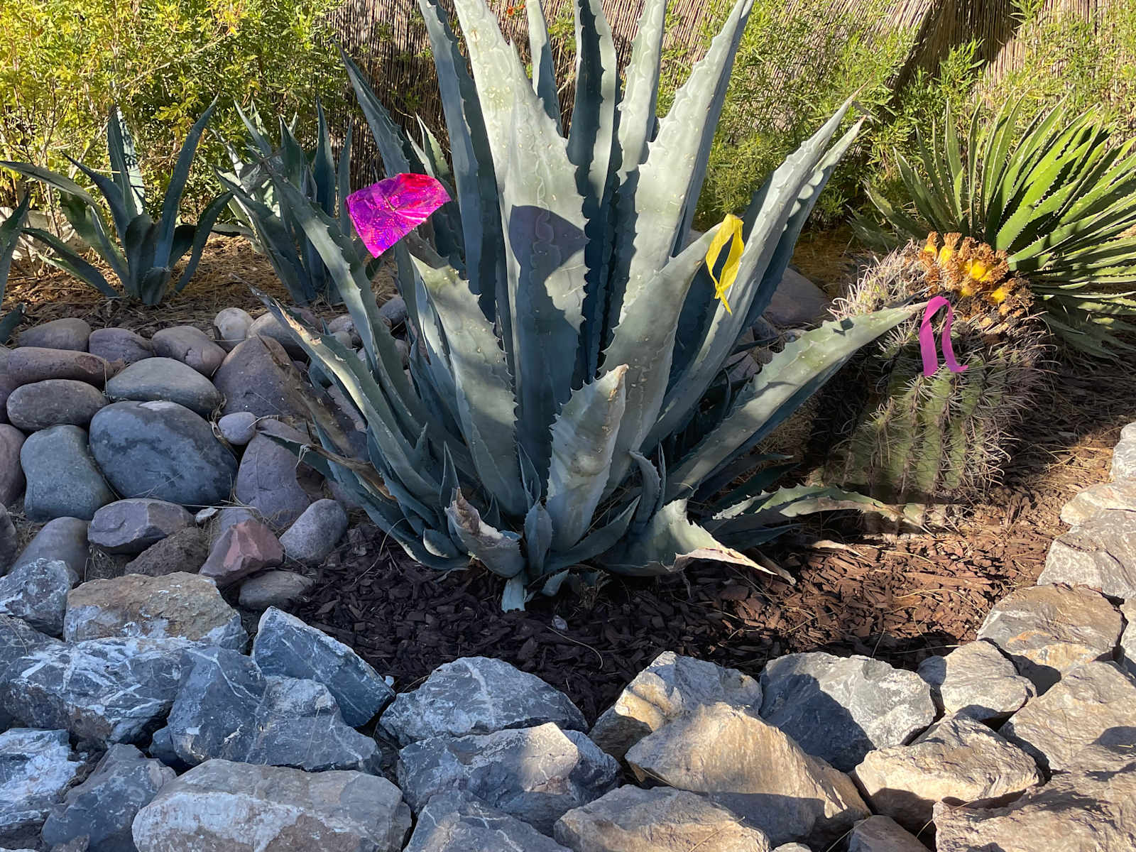 Roadrunner Tucson Birds and Cacti - Tucson, Arizona - glamping.directory