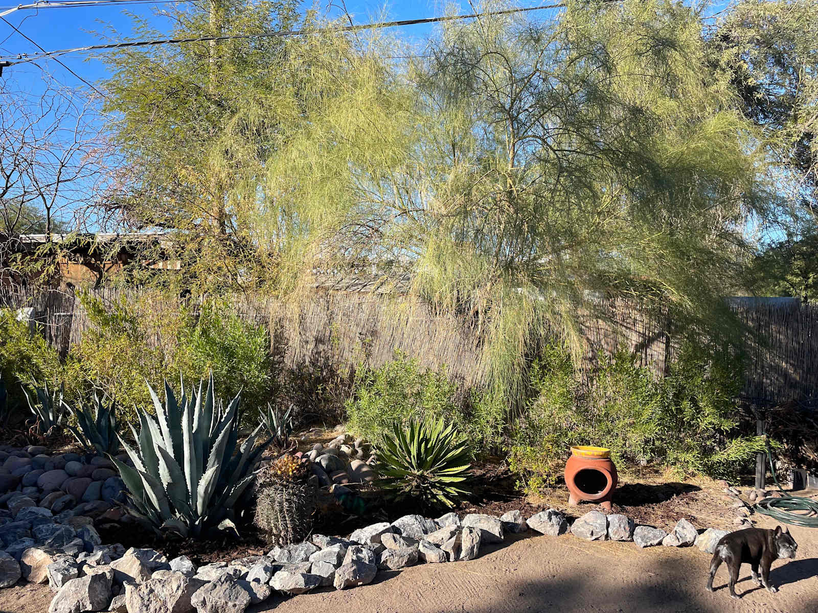 Roadrunner Tucson Birds and Cacti - glamping.directory