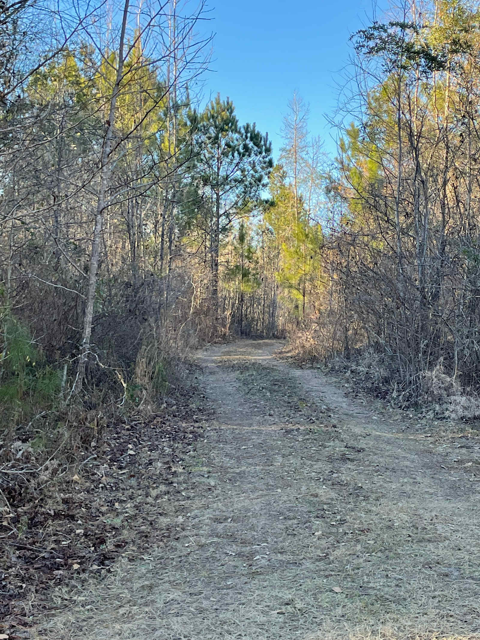 Pine And Oak Campsite - Ladonia, Alabama - glamping.directory