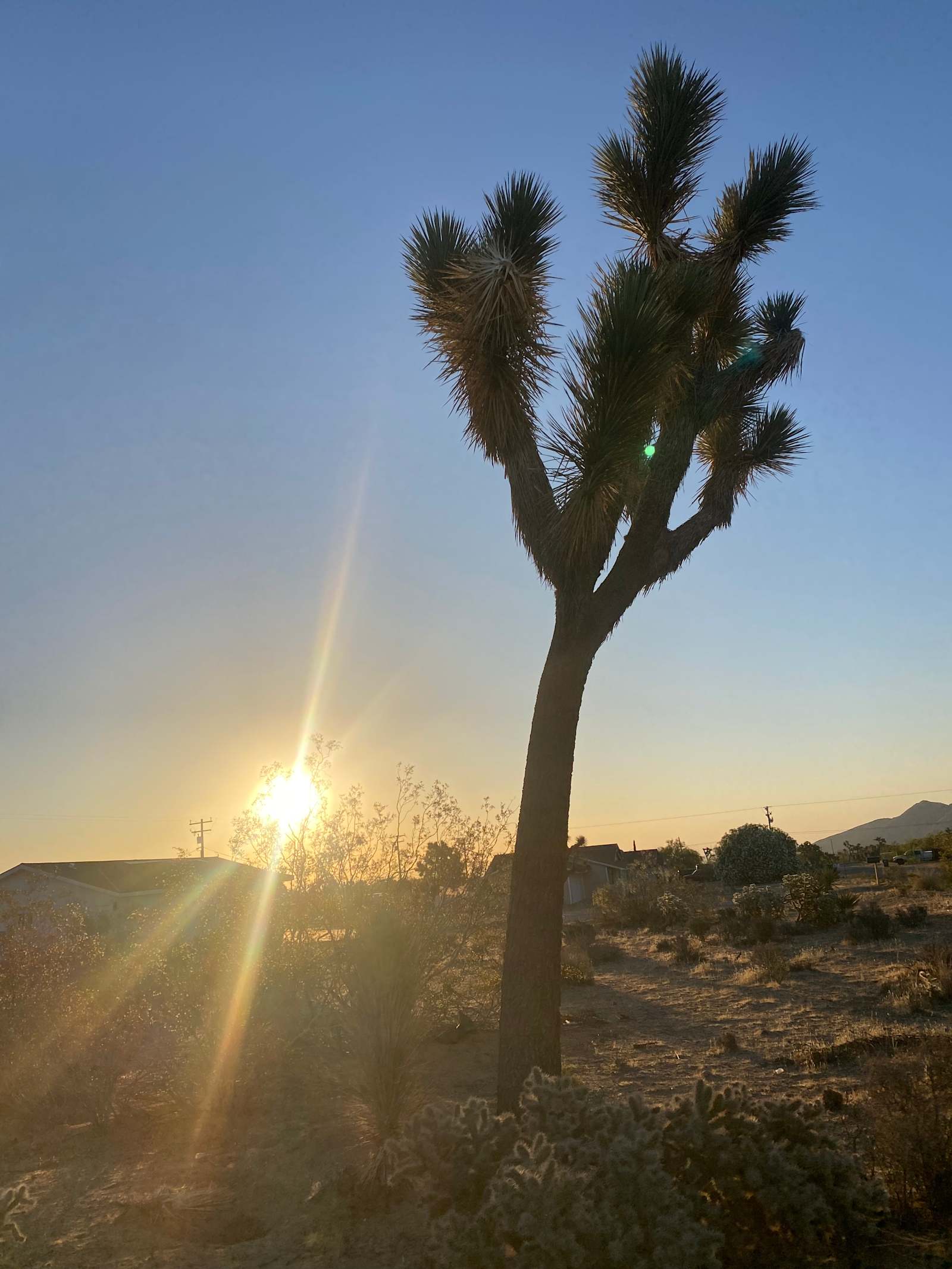 Desert Quietness - Yucca Valley, California - glamping.directory