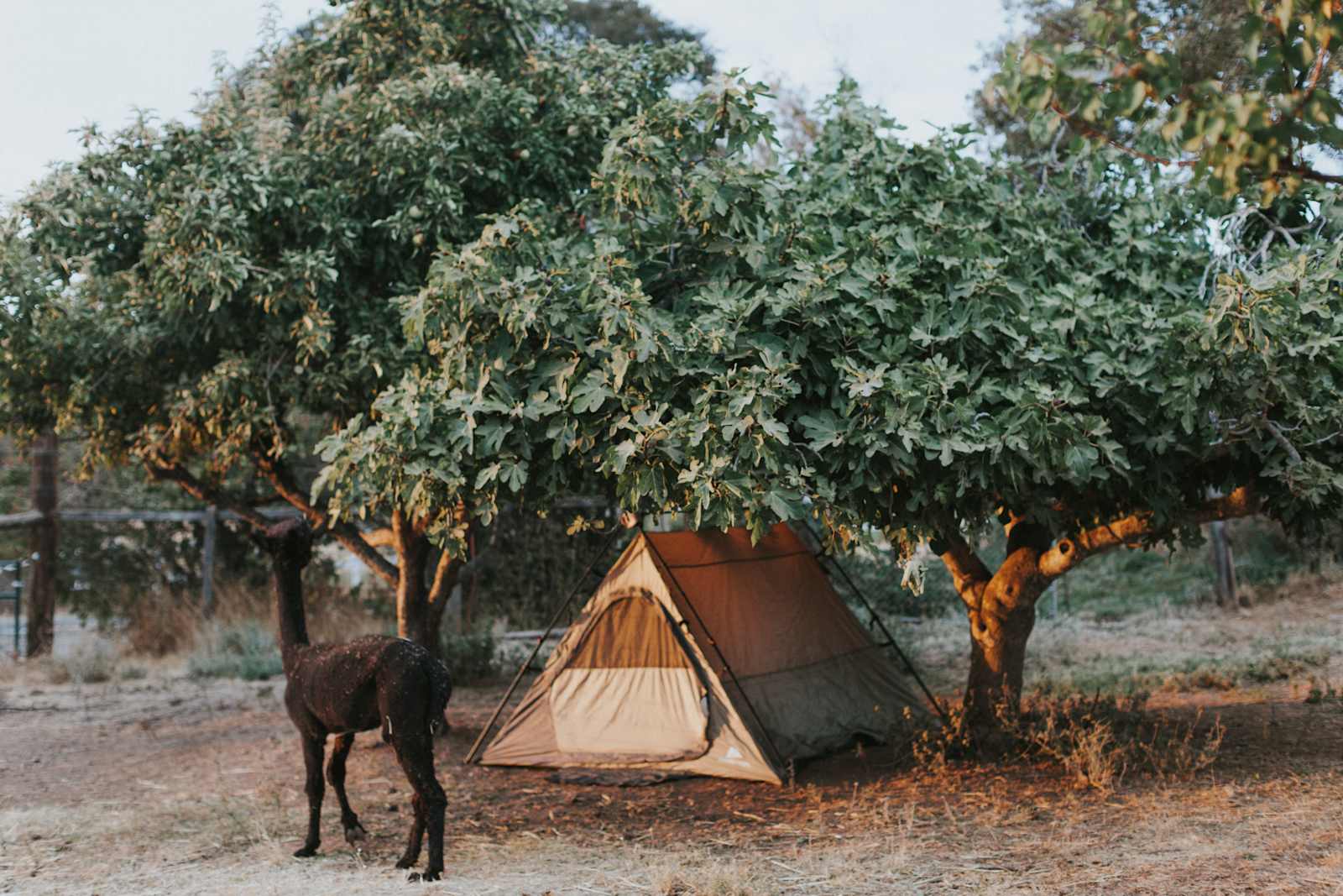 Love Creek Sanctuary! - glamping.directory