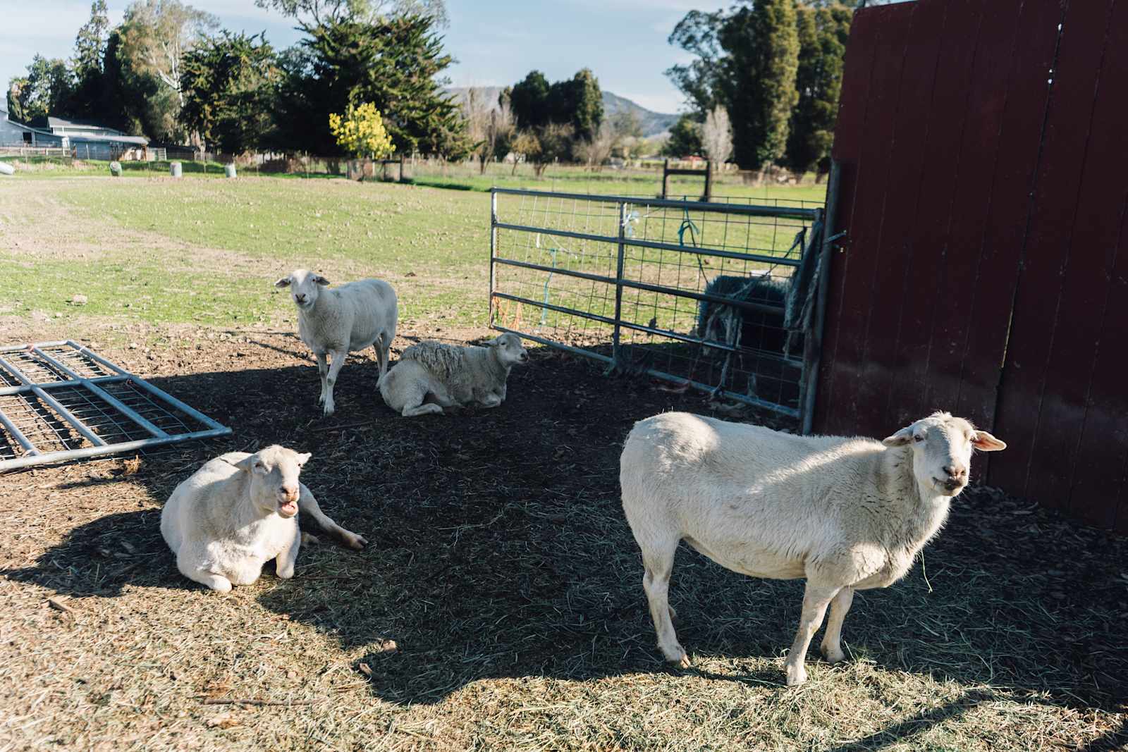 Pharo Pharms Organic Farm- - Sonoma, California - glamping.directory