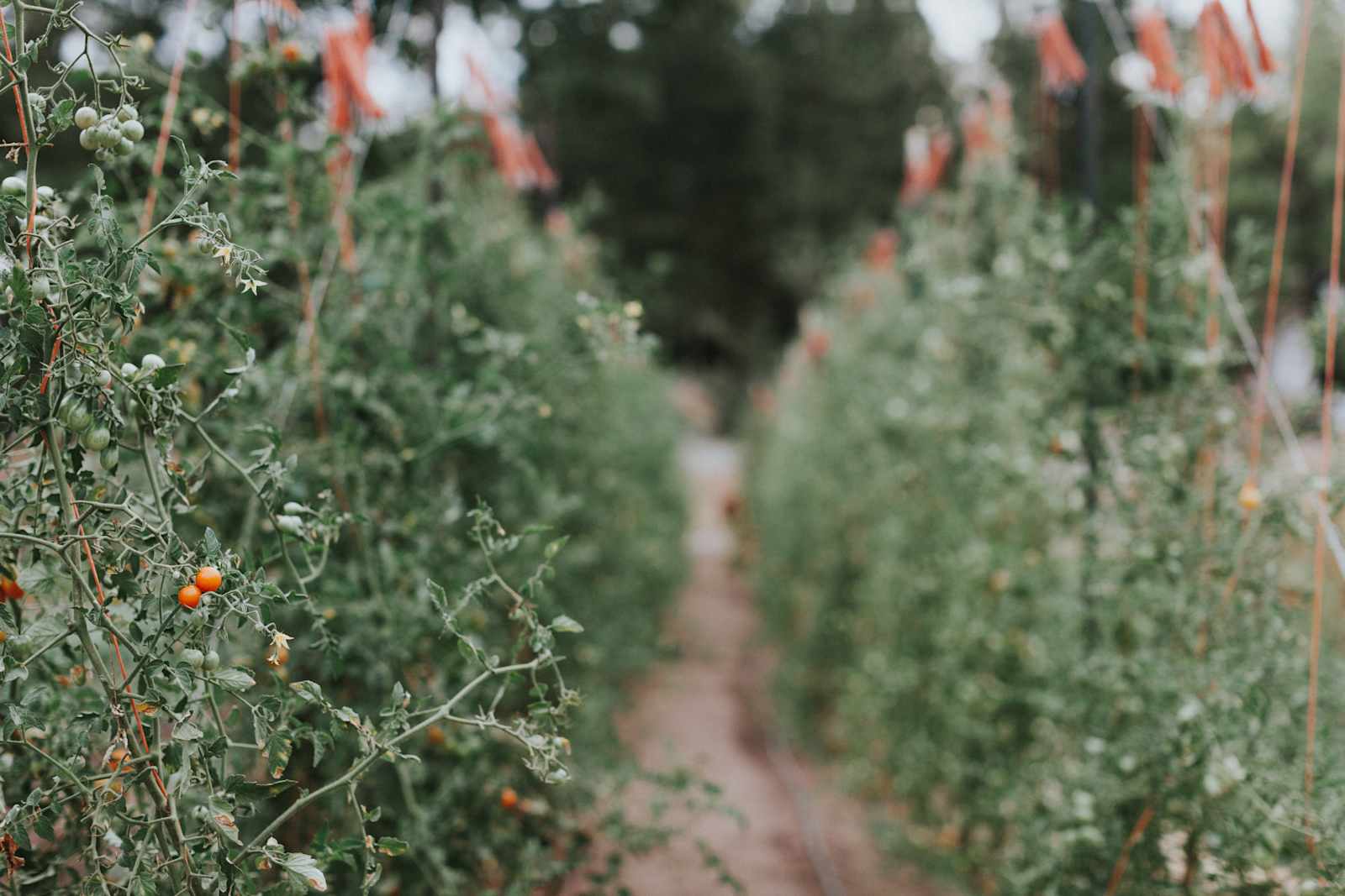 Foothill Ridge - Somerset, California - glamping.directory