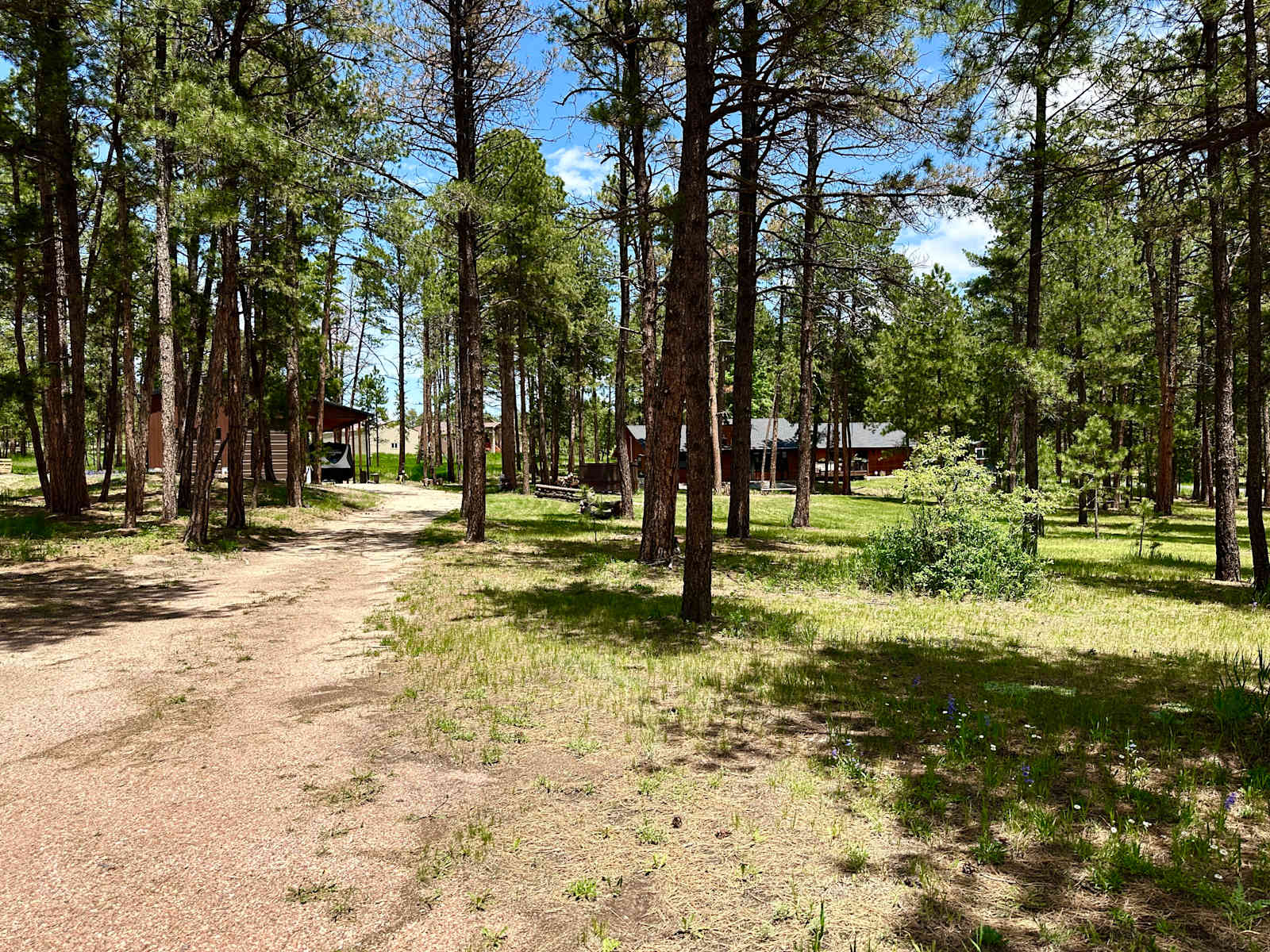 Camper/RV/Tent in the Trees - Colorado Springs, Colorado - glamping.directory