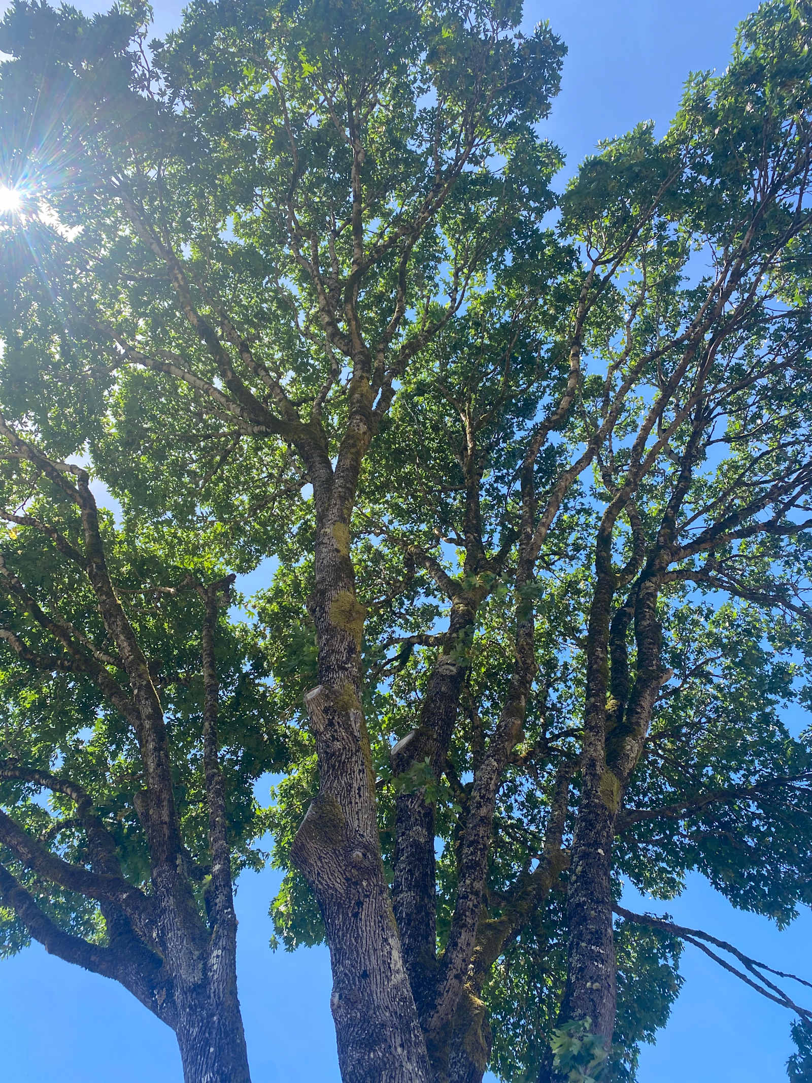 River Song Camp - Arcata, California - glamping.directory