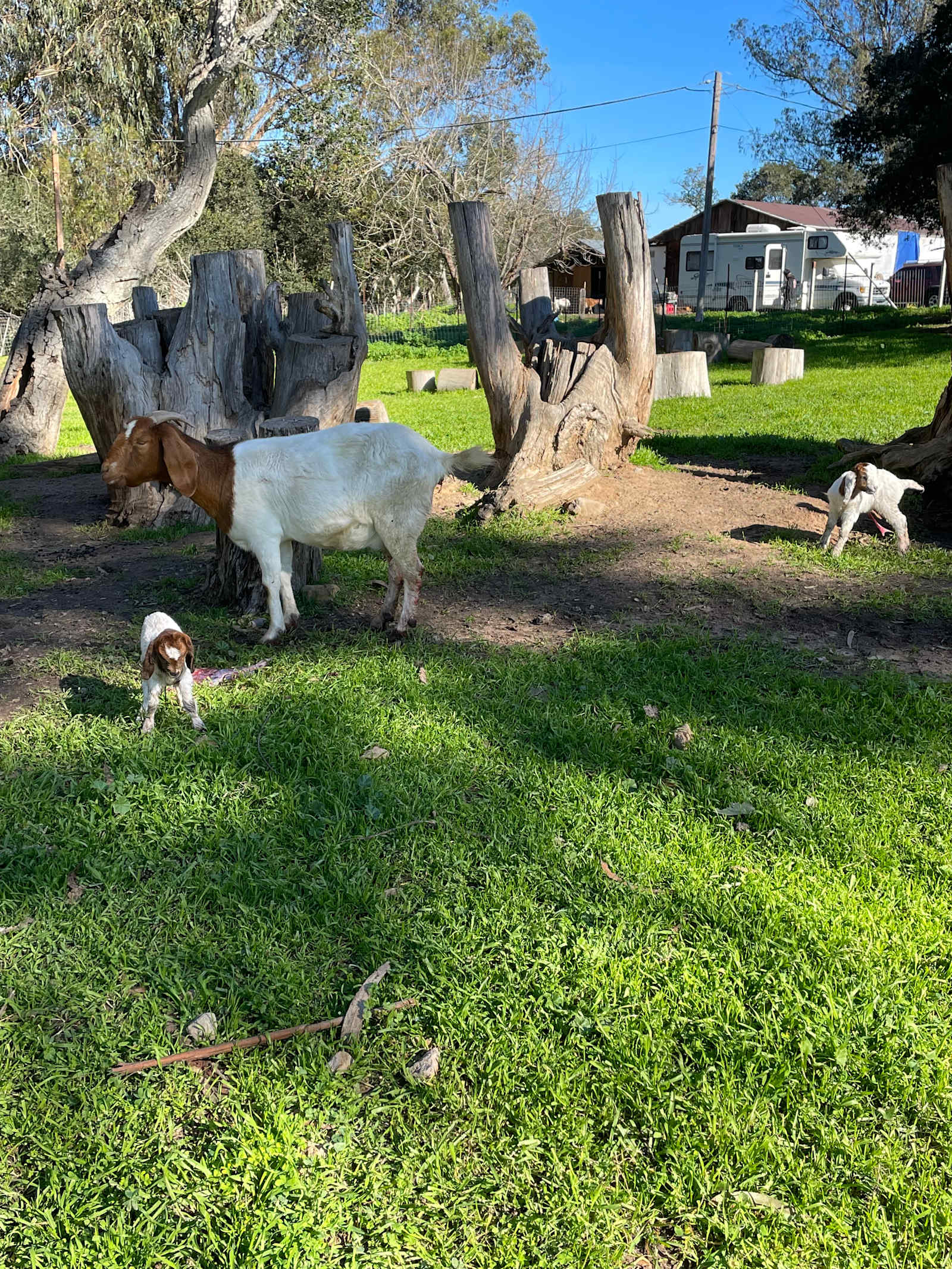 Elkhorn Ranch - California - glamping.directory