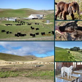 Charming Cabin Rental, Perfect for Glamping on a Work Farm near Paso Robles, California - San Miguel, California - glamping.directory