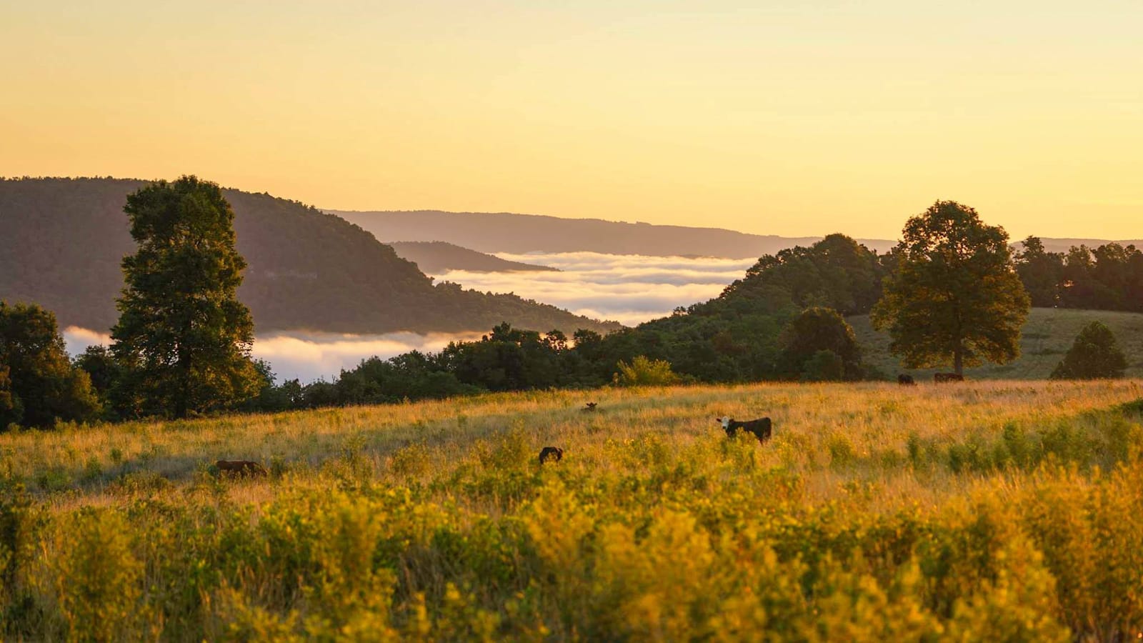 Wilderness Rider Buffalo Ranch - glamping.directory