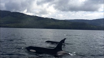 Wilderness Cabin Getaway with Breathtaking Views in Klawock on Prince of Wales Island in Alaska - Klawock, Alaska - glamping.directory