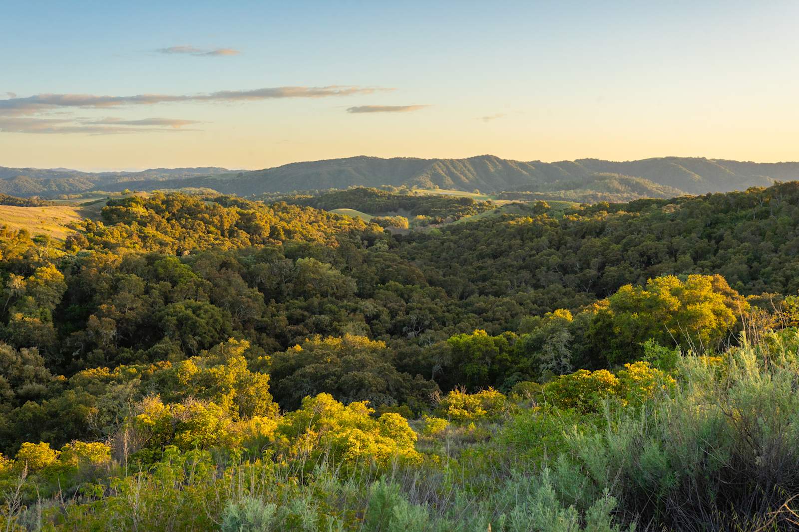 Oak Heart Estate - Paso Robles, California - glamping.directory