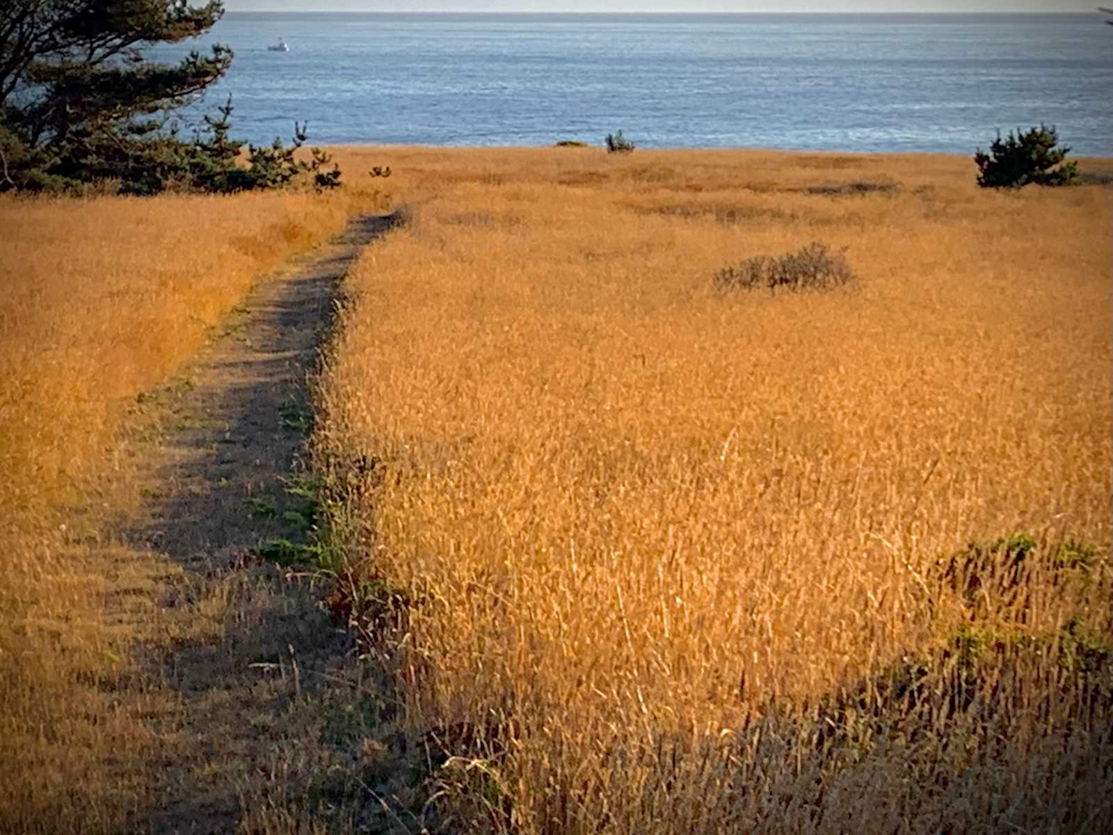 Pine Grove Campground - Mendocino, California - glamping.directory