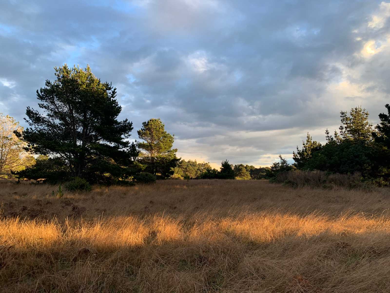 Pine Grove Campground - Mendocino, California - glamping.directory
