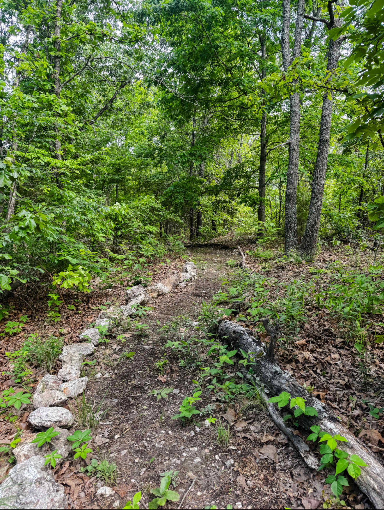 Glamping Tent near Mammoth Spring - Mammoth Spring, Arkansas - glamping.directory