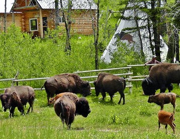 Amazing Bison Ranch with Western Flair near Yellowstone, Montana - Townsend, Montana - glamping.directory