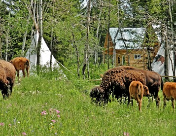 Amazing Bison Ranch with Western Flair near Yellowstone, Montana - Townsend, Montana - glamping.directory