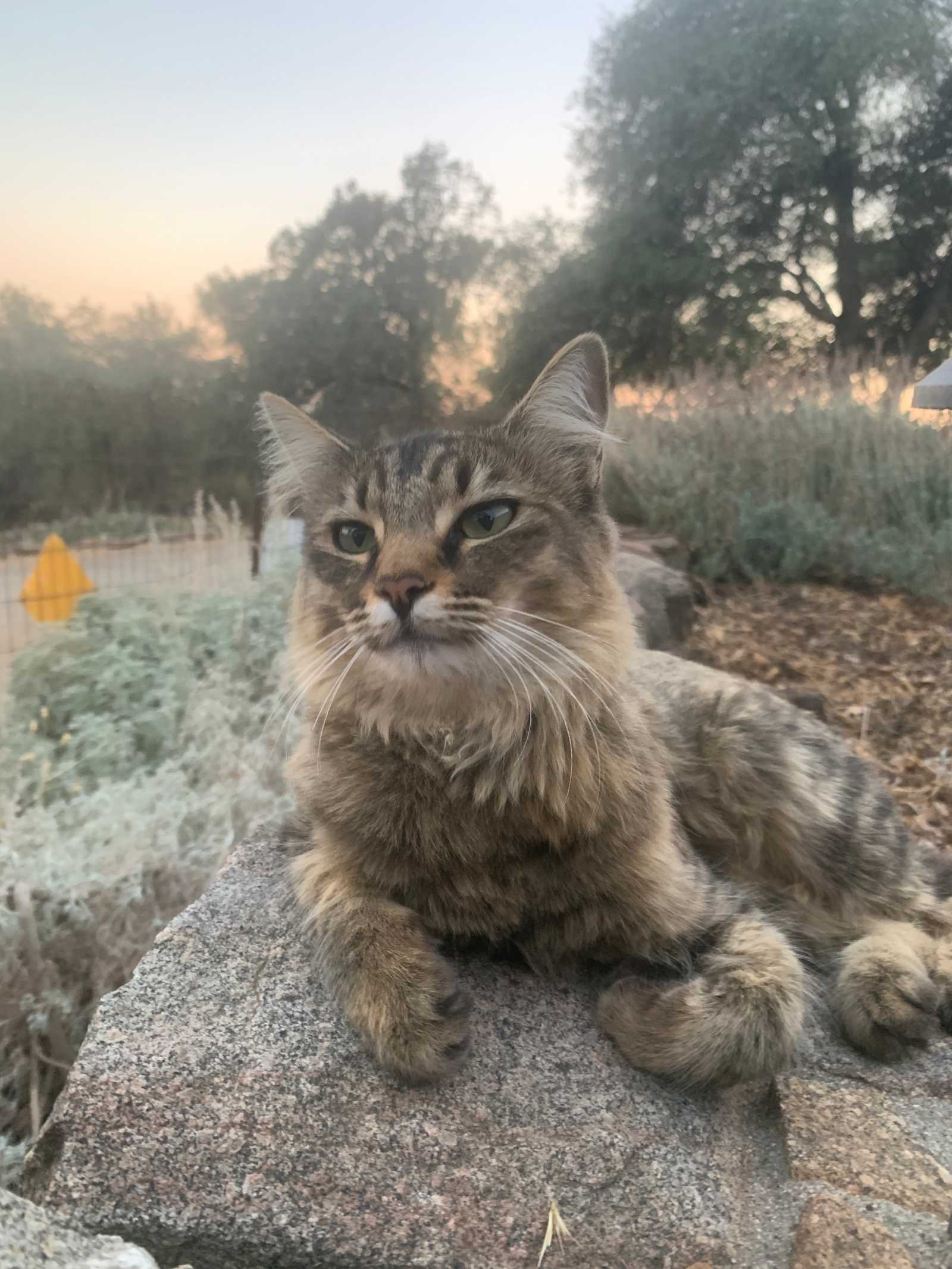 Camp with Critters - Mariposa, California - glamping.directory