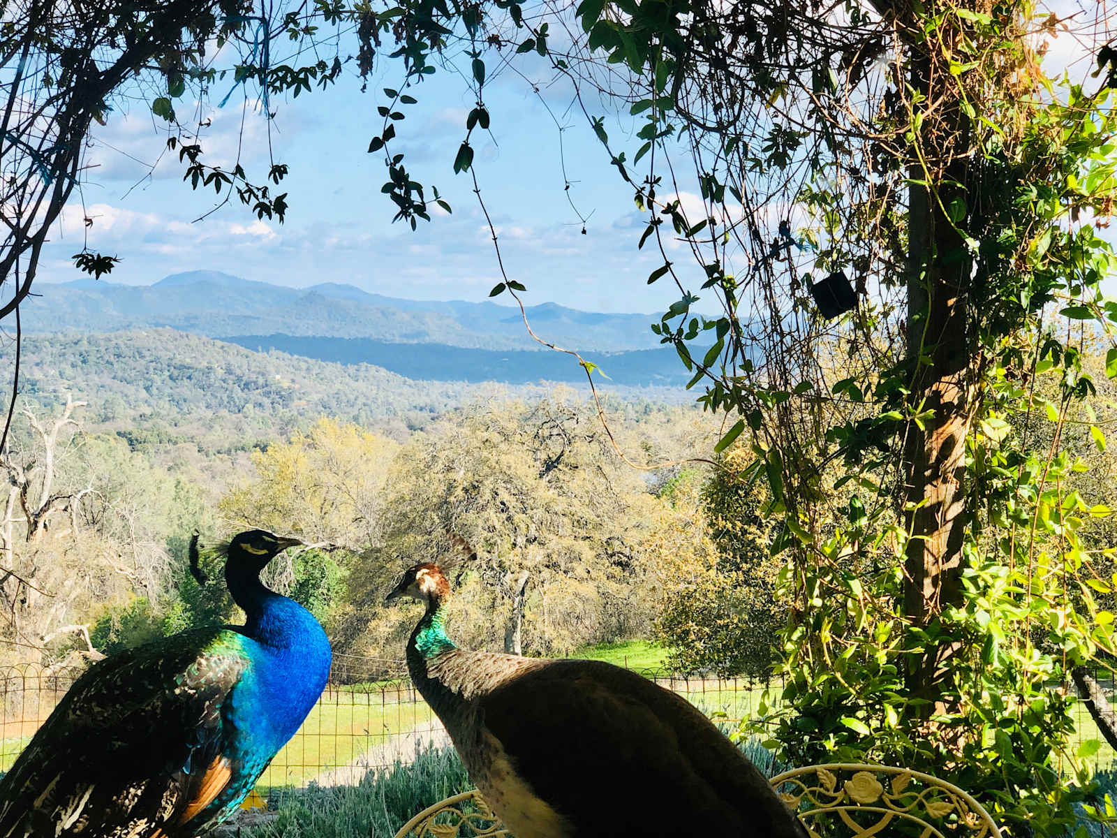 Camp with Critters - glamping.directory