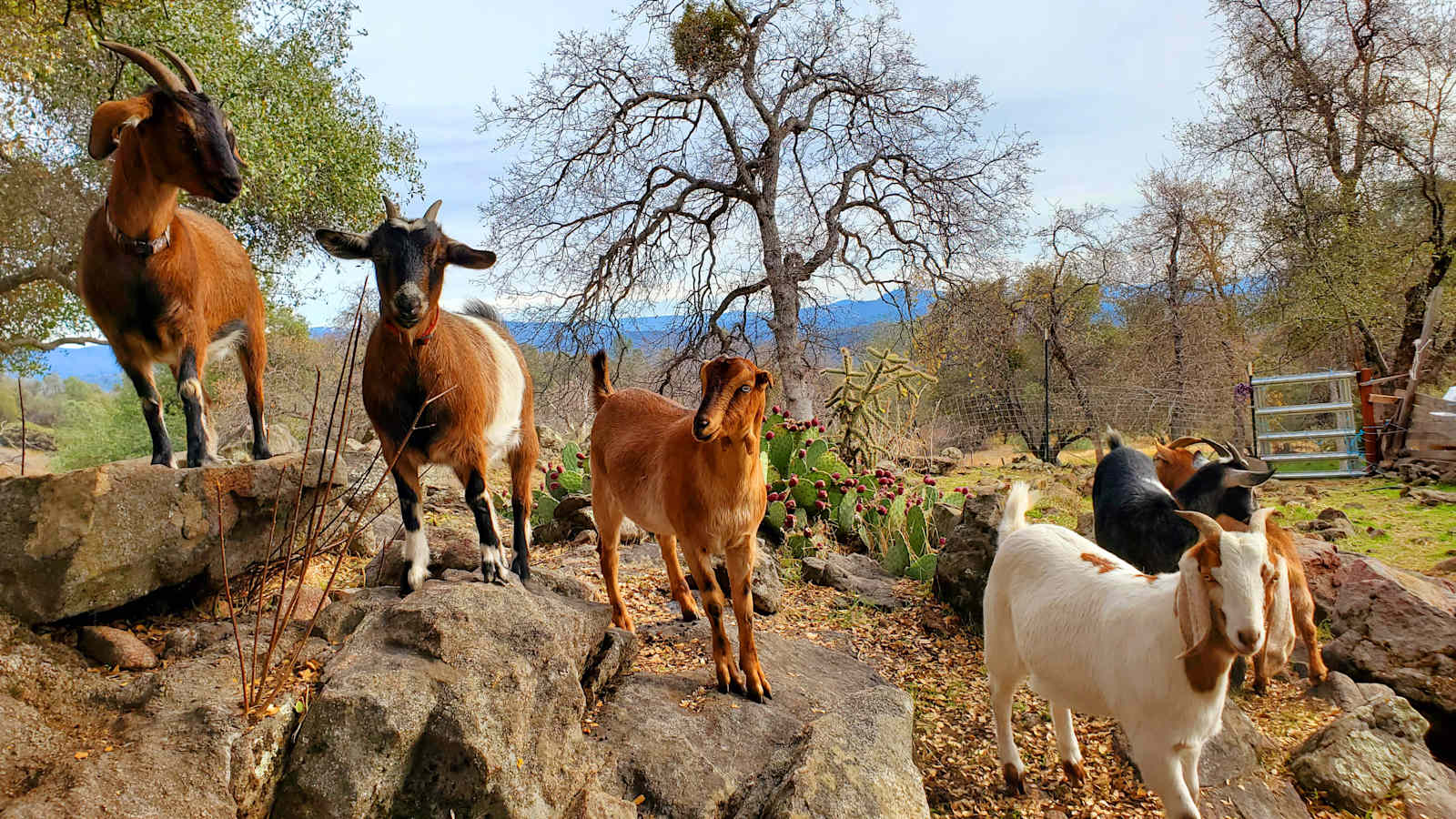 Camp with Critters - Mariposa, California - glamping.directory