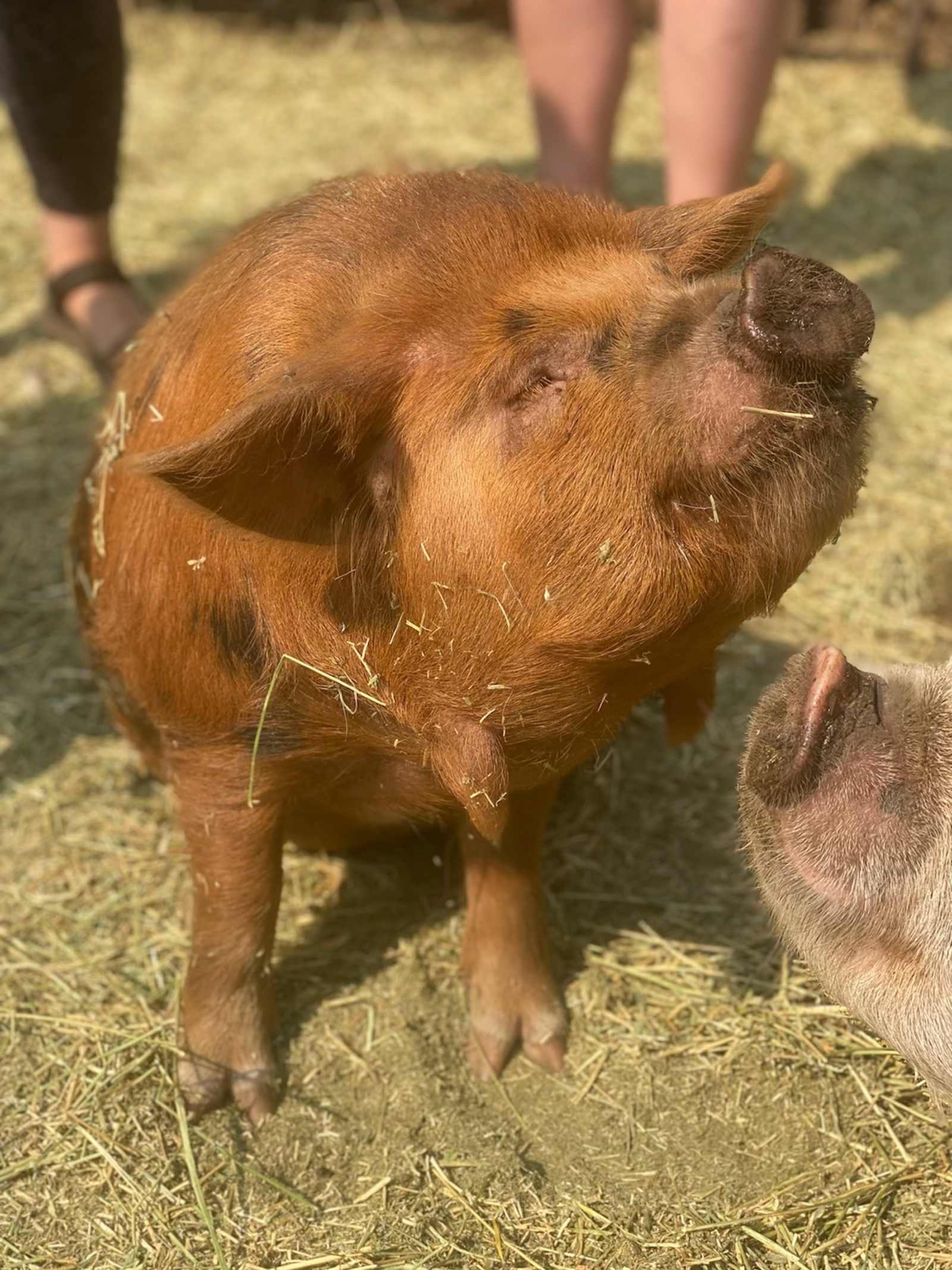 Camp with Critters - Mariposa, California - glamping.directory