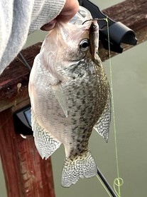 Secluded Luxury Camper with Private Dock on Coosa River near Wetumpka, Alabama - Cedar Bluff, Alabama - glamping.directory