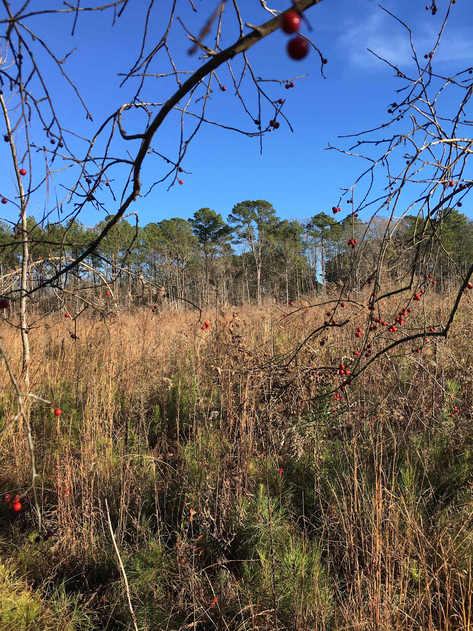 Breath of Life Farm - Ashville, Alabama - glamping.directory