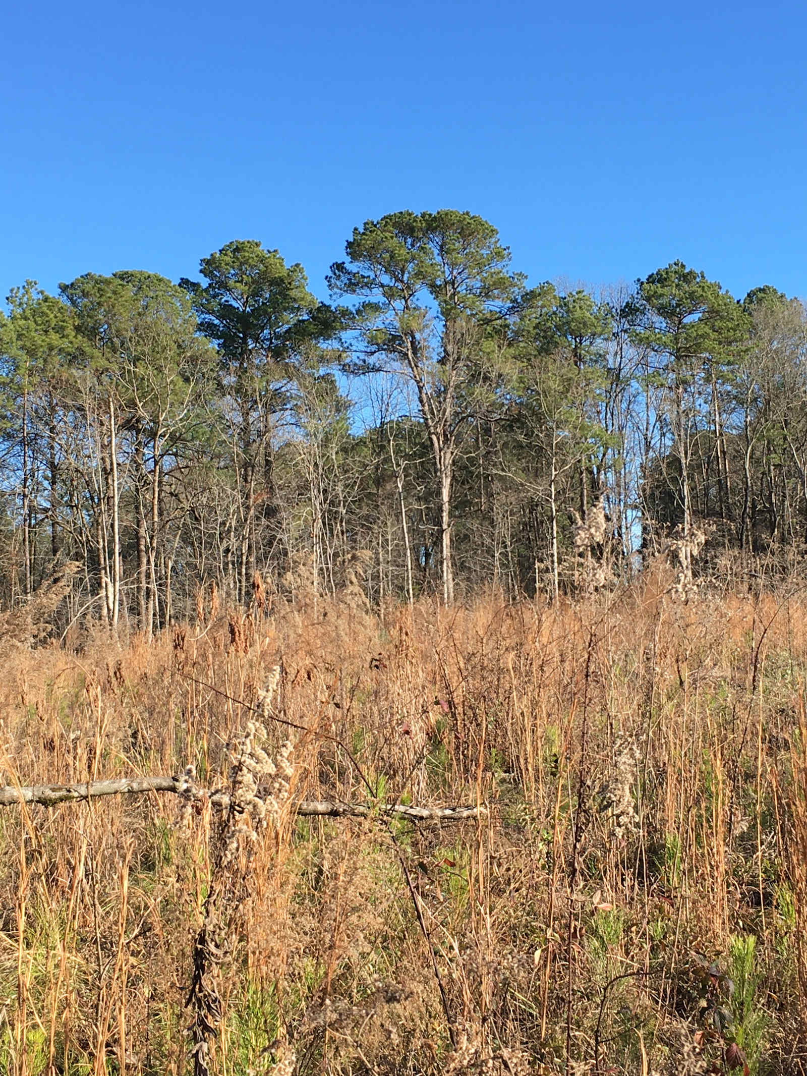 Breath of Life Farm - Ashville, Alabama - glamping.directory