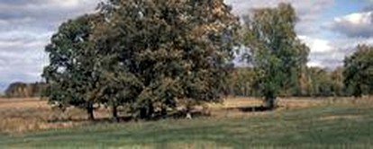 Simple Family-Friendly Camping Cabin Rental with BBQ and Fire Pit in Greybull, Wyoming - Greybull, Wyoming - glamping.directory