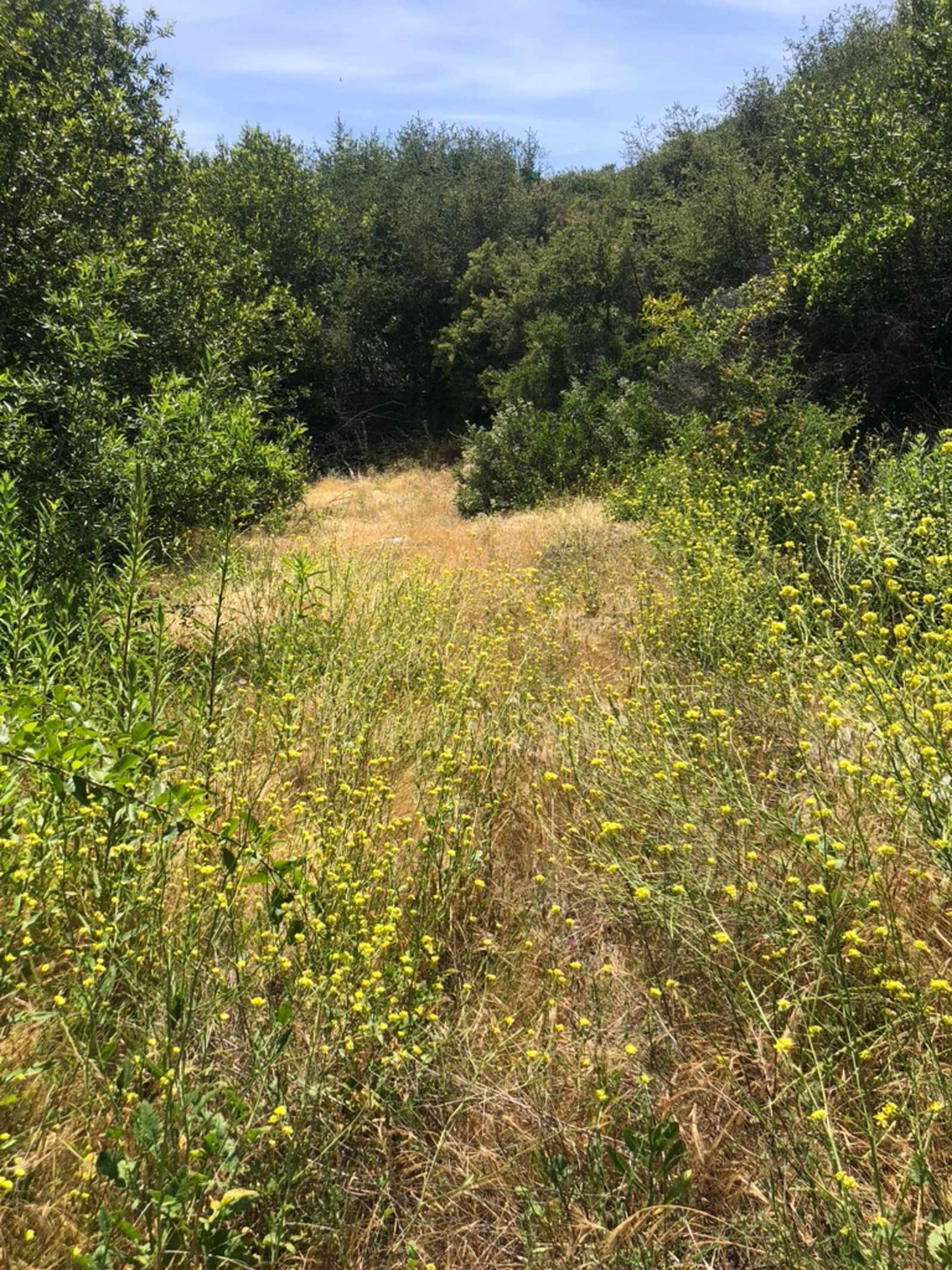 Cold Creek Homestead - San Bernardino, California - glamping.directory